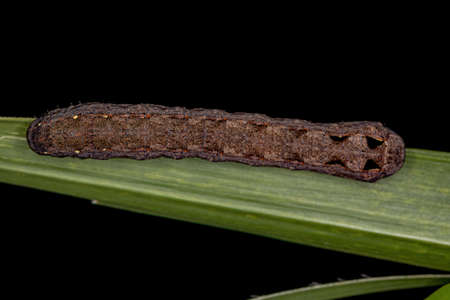 Brown Caterpillar Moth of the Genus Spodoptera