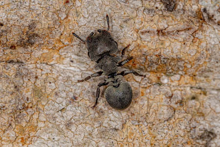Adult Black Turtle Ant of the Genus Cephalotes