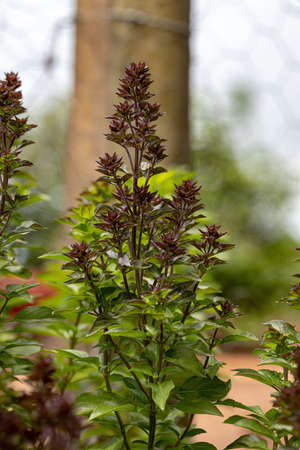 Sweet Basil Plant of the species Ocimum basilicum