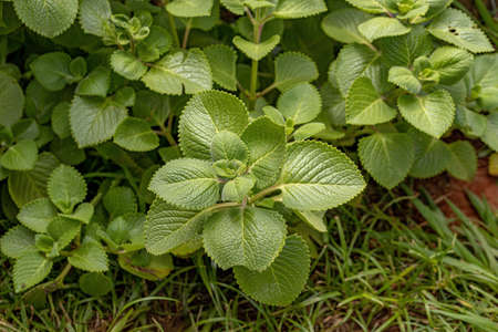 Indian Borage Leaves of the species Coleus amboinicus
