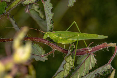 Adult Phaneropterine Katydid of the Tribe Aniarellini