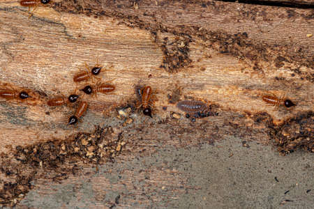Small Nasute Termites of the Genus Nasutitermes with Flat Bugs Nymphs of the Family Aradidae and...