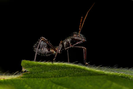 Broad-headed Bug Nymph of the Subfamily Alydinae