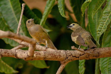Palm Tanager Bird of the species Thraupis palmarum