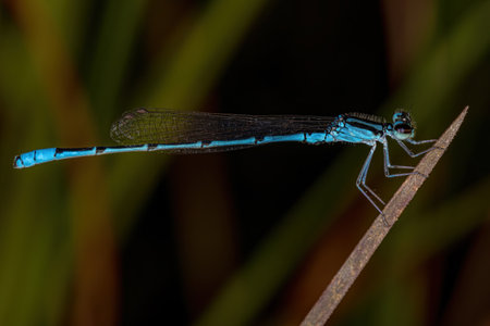 Adult Narrow-winged Damselfly of the Family Coenagrionidae