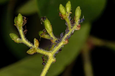 Small Aphids Insects of the Family Aphididae