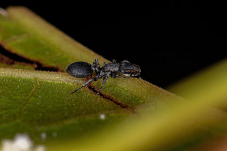 Adult Black Turtle Ant of the Genus Cephalotes