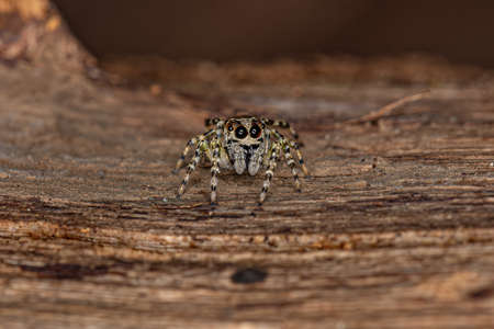 Small Jumping Spider of the Genus Titanattus