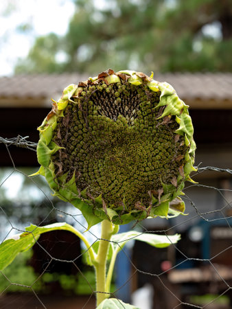 Sunflower flowering Plant of the Genus Helianthusの写真素材