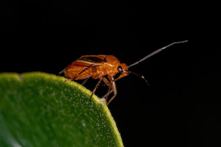 Adult Plant Bug of the Family Miridae