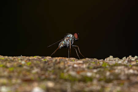 Adult Long-legged Fly of the Family Dolichopodidae