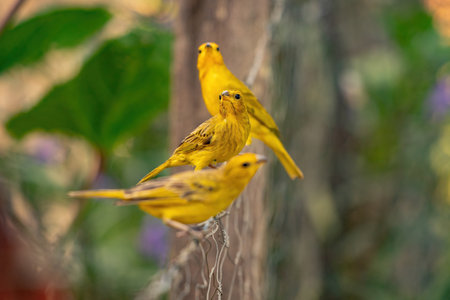 Saffron Finch Bird of the species Sicalis flaveolaの写真素材