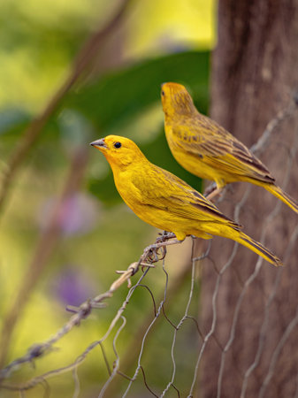 Saffron Finch Bird of the species Sicalis flaveolaの写真素材