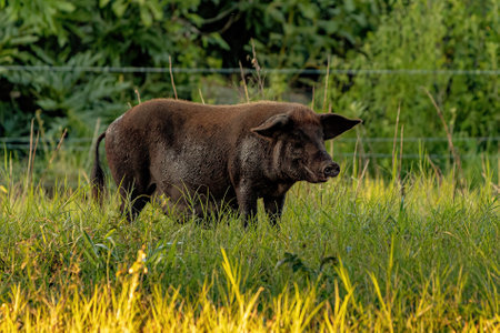 Pig raised in an outdoor pigsty with selective focusの写真素材