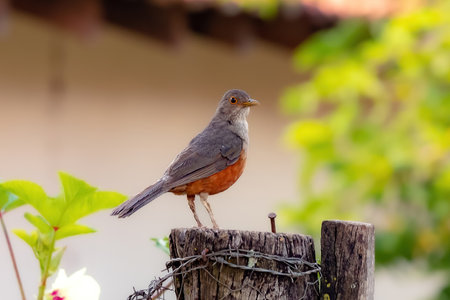 Adult Rufous-bellied Thrush Bird of the species Turdus rufiventrisの写真素材