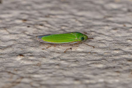 Adult Small Sharpshooter Insect of the Genus Hortensia