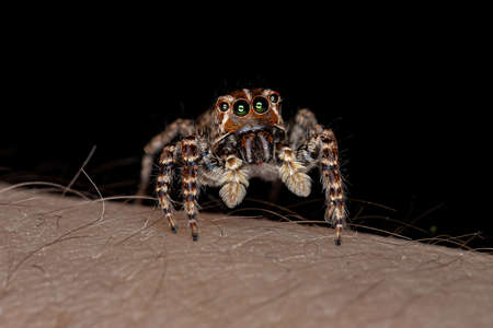 Female Jumping Spider of the Sumampattus quinqueradiatus