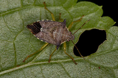 Adult Predatory Stink Bug of the species Podisus nigrispinus
