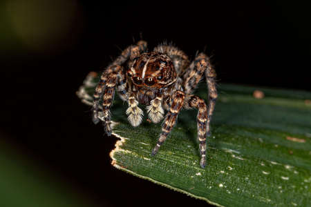 Female Jumping Spider of the Sumampattus quinqueradiatus