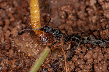 Adult Female Ectatommine Ants of the Genus Ectatomma preying on a yellow beetle larva