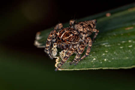 Female Jumping Spider of the Sumampattus quinqueradiatus