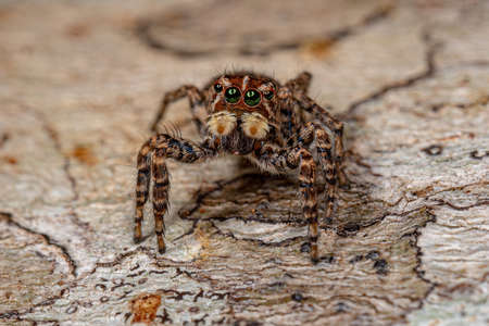 Female Jumping Spider of the Sumampattus quinqueradiatus