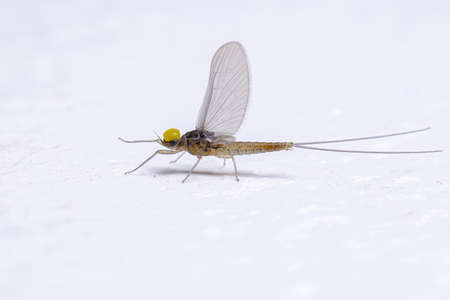 Adult Male Mayfly Insect of the Family Baetidae