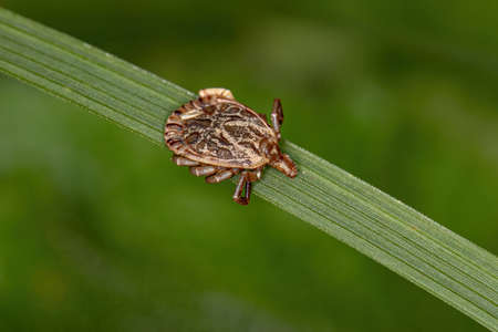 Male Adult Cayenne Tick of the genus Amblyommaの写真素材
