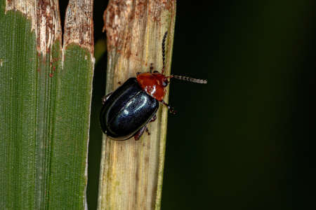 Adult Flea Beetle of the Tribe Alticini