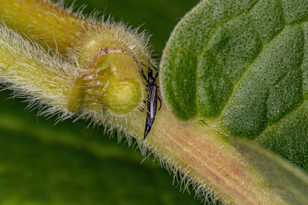 Small Thrip Insect of the Order Thysanopteraの写真素材