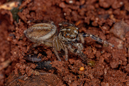 Small Male Jumping Spider of the Genus Freya
