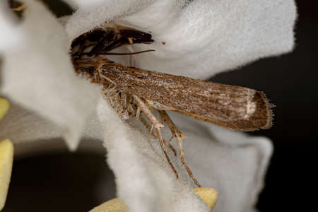 Adult Moth Insect of the order lepidoptera