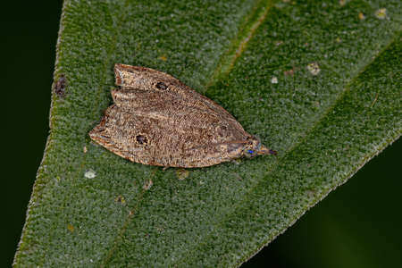 Adult Olethreutine Leafroller Moth of the Genus Cosmorrhyncha