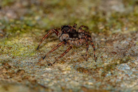 Small Jumping spider of the species Marma nigritarsis