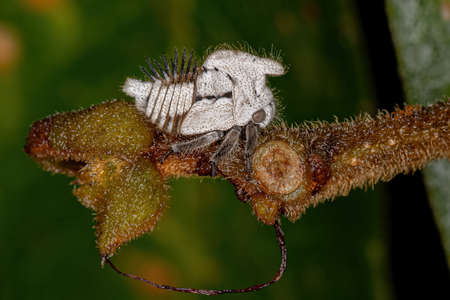 Typical Treehoppers nymph of the Family Membracidaeの写真素材