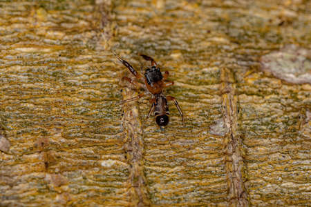 Small Jumping Spider of the Subfamily salticinae
