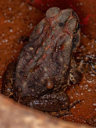 Adult Cururu Toad of the genus Rhinella with Two Bont Ticks of the species Amblyomma rotundatum
