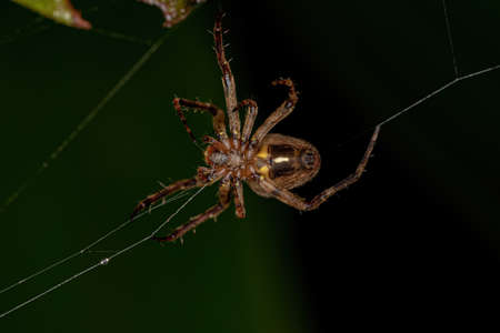 Small Classic Orbweaver of the Family Araneidaeの写真素材