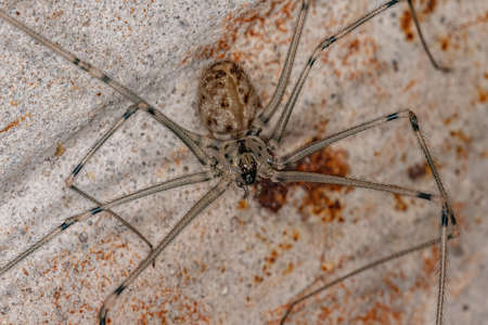 Adult Female Short-bodied Cellar Spider of the species Physocyclus globosus