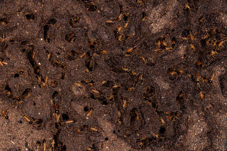 Adult Nasute Termites of the Genus Nasutitermesの写真素材