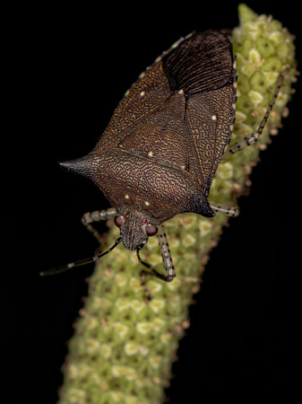 Adult Stink bug of the species Sibaria armata