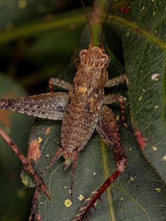 True Cricket Nymph of the Genus Eneoptera