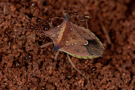 Adult Green belly bug of the species Diceraeus melacanthus being attacked by a dult Fire Ants of the...