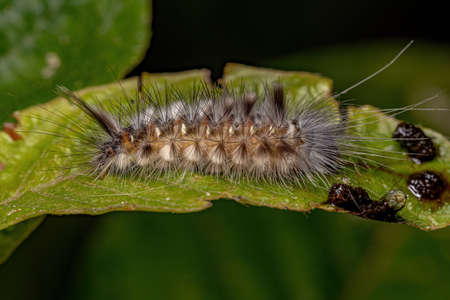 Tiger Moth Caterpillar of the tribe Arctiiniの写真素材
