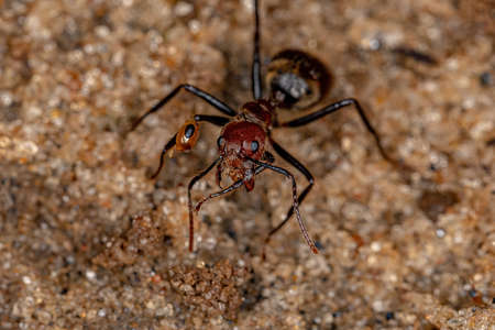 Adult Odorous Ant of the species Dolichoderus quadridenticulatus with a prey pseudomyrmex ant head bitten on the legの写真素材