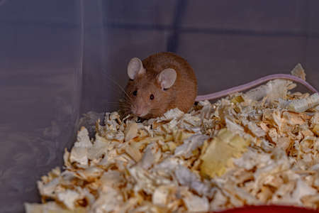 Small House Mouse of the species Mus musculus