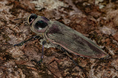 Adult Ceiba Borer Beetle of the species Euchroma giganteum