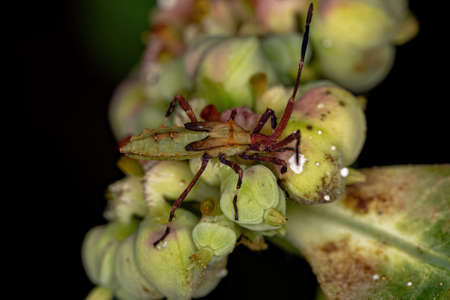 Leaf-footed Bug Nymph of the genus Chariesterus