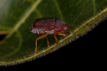 Adult Case-bearing Leaf Beetle of the Subfamily Cryptocephalinae