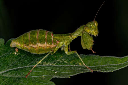 Adult Female Acanthopid Mantis of the genus Metaphotinaの写真素材